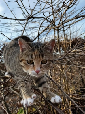 Hauskatzen, Hofkatzen 