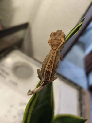 Kronengecko Jungtier 0.0.1