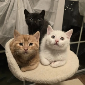 Kitten suchen ein liebevolles Zuhause 