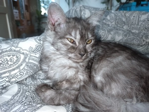 MainCoon Ragdoll Mix 