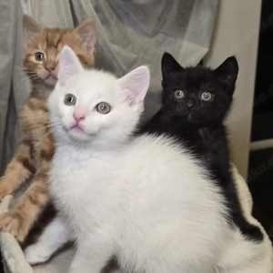 Kitten suchen ein liebevolles Zuhause 