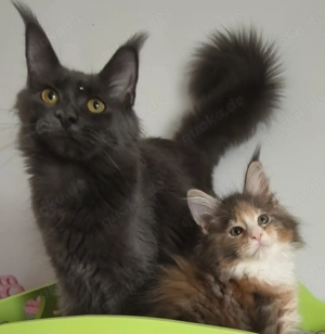 Maine Coon wundervolle blaue Katzenprinzessin