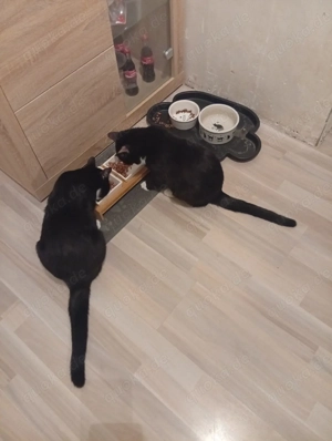 2 Kater ( Geschwister) suchen liebevolles Zuhause 