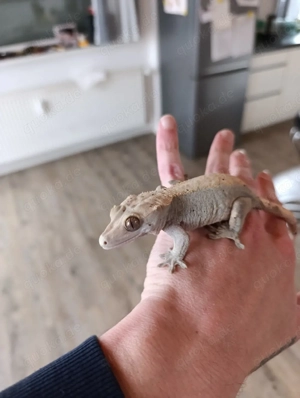 Kronengecko 0.1 zu verkaufen