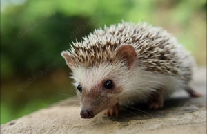 Afrikanische Weißbauchigel (Four-toed African Pygmy Hedgehogs) 