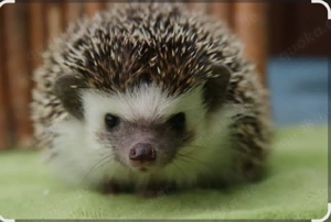 Afrikanische Weißbauchigel (Four-toed African Pygmy Hedgehogs) 