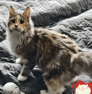 Wunderschönes Maine Coon Schildpatt-Mädchen