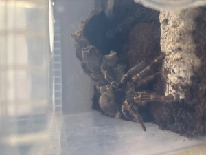 Verkaufe Grammostola Pulchripes 0,1