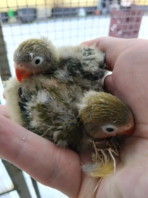 Pfirsichköpfchen Agaporniden Unzertrennliche 