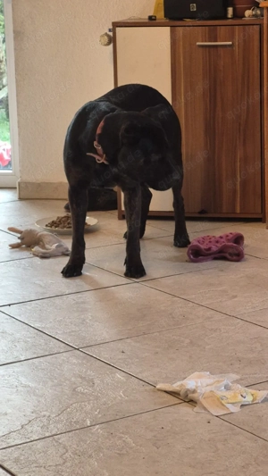 Einjähriger Rrüde sucht ein neues Hause.