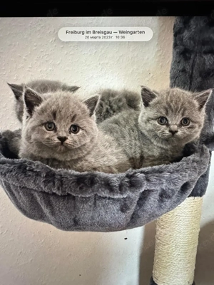british kurzhaar kitten 