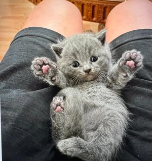 british kurzhaar kitten  Bild 4