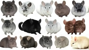 Suche weibliche Chinchilla 