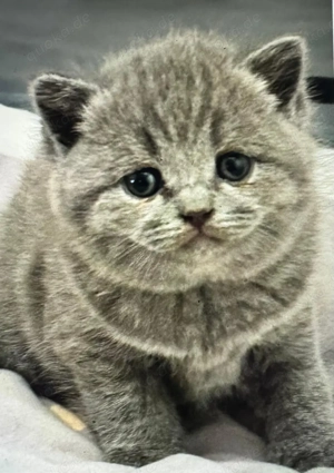 british kurzhaar kitten  Bild 3