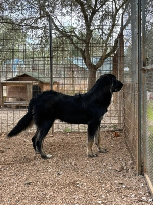 Mischlingsrüde Macho sucht sein Zuhause Bild 4