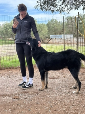 Mischlingsrüde Macho sucht sein Zuhause Bild 5