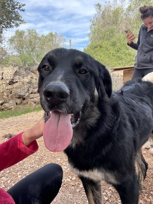 Mischlingsrüde Macho sucht sein Zuhause