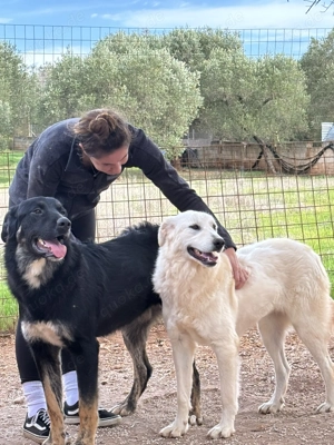 Mischlingsrüde Macho sucht sein Zuhause Bild 3