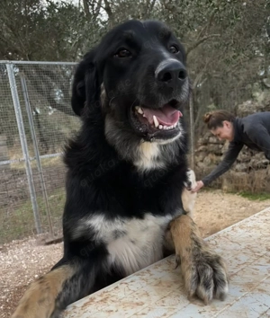 Mischlingsrüde Macho sucht sein Zuhause Bild 6