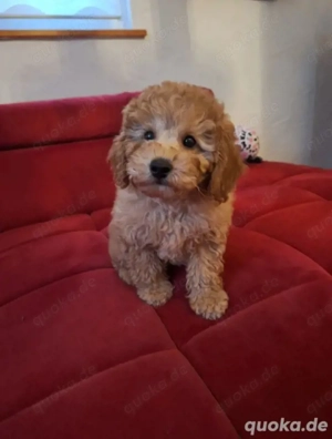 Maltipoo-Welpe such neues zu Hause
