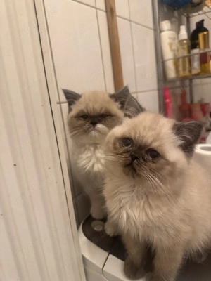 Kater, 3 Monate alt, Mutter Perserkatze, Vater Himalayakatze