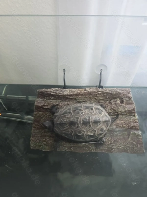 Schildkröte mit Zubehör