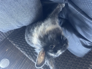 Zwei junge Kaninchen in gute Hände abzugeben