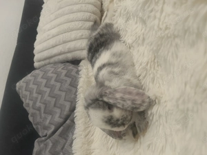 Zwei junge Kaninchen in gute Hände abzugeben Bild 2