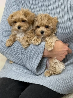 Wunderschöne Maltipoo-Welpen suchen ein neues Zuhause. 