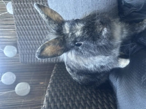 Zwei junge Kaninchen in gute Hände abzugeben Bild 4