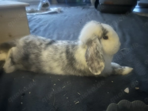 Zwei junge Kaninchen in gute Hände abzugeben Bild 3