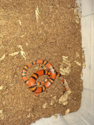 1.1 Lampropeltis Triangulum Hondurensis Tangerine  Bild 4