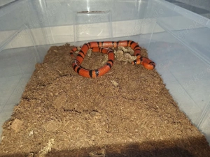 1.1 Lampropeltis Triangulum Hondurensis Tangerine  Bild 2