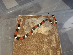 1.1 Lystrophis Pulcher