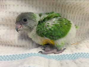 SUCHE.! Mohrenkopfpapagei Poicephalus senegalus