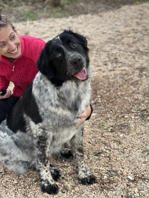 Mischlingsrüde Magic sucht Zuhause