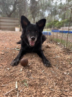 Mischlingsrüde Paulino sucht Zuhause
