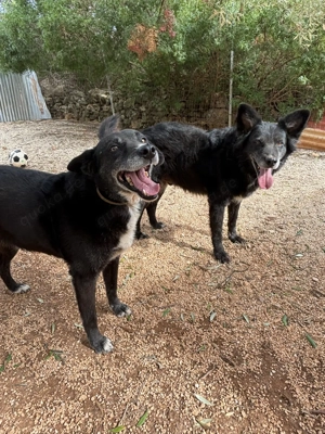 Mischlingsrüde Gerry sucht sein Zuhause Bild 11