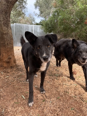 Mischlingsrüde Gerry sucht sein Zuhause Bild 5