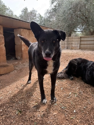 Mischlingsrüde Gerry sucht sein Zuhause Bild 4