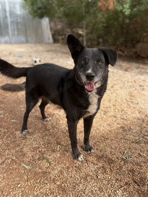 Mischlingsrüde Gerry sucht sein Zuhause Bild 9