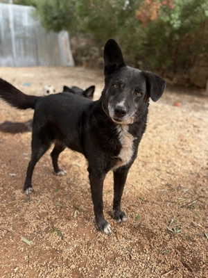 Mischlingsrüde Gerry sucht sein Zuhause Bild 7