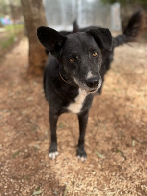 Mischlingsrüde Gerry sucht sein Zuhause Bild 2