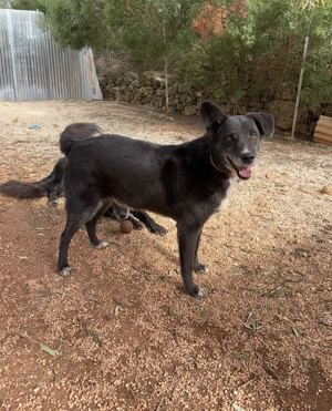 Mischlingsrüde Gerry sucht sein Zuhause Bild 10