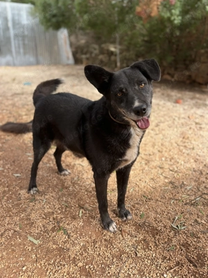 Mischlingsrüde Gerry sucht sein Zuhause Bild 8