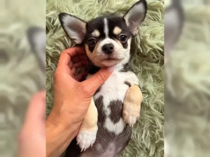 Tricolor Chihuahua Welpen