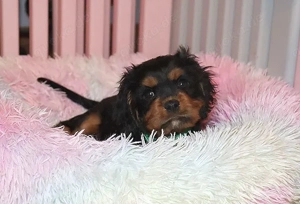 Cavalier- King - Charles Welpe "John Lennon" sucht seinen Kuschelplatz