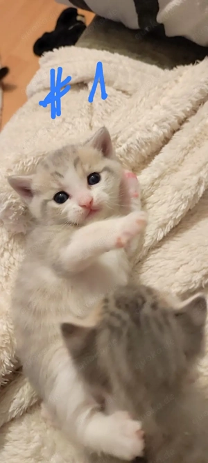 Britisch-Kurzhaar Mix Babys suchen ein liebevolles Zuhause