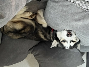 Husky - Dame zu Vermittlung 