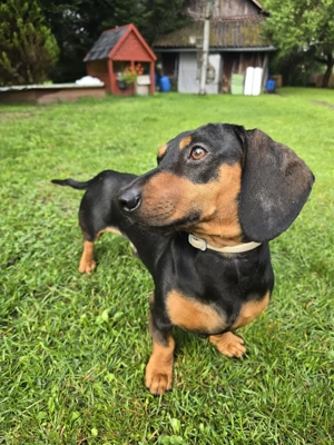 Dackel Standard Deckrüde 